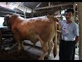 TERNYATA INI RAHASIANYA... BIKIN SAPI KAYAK BINARAGA