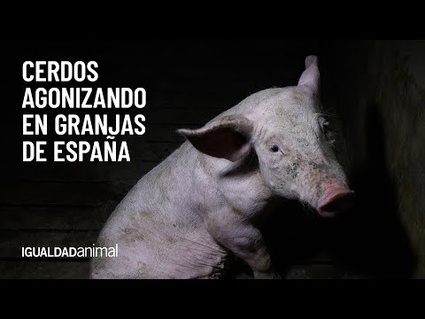 Cerdos agonizando en granjas de España| Nuevos casos de maltrato animal en granjas de Aragón