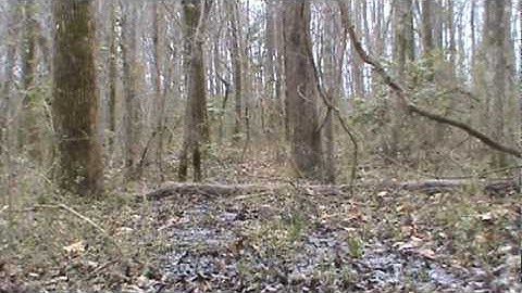 Olt Duck Call modified by Kirk Mccullough