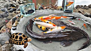 Find giant catfish in holes, ornamental fish, lemon fish, glofish, crabs, koi fish, betta fish