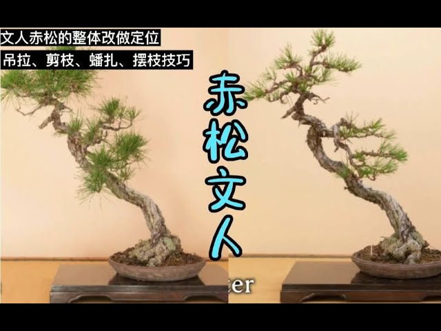 古木赤松文人木調盆栽 三河盆栽 赤松 盆栽 文人 古木 赤松文人木盆栽