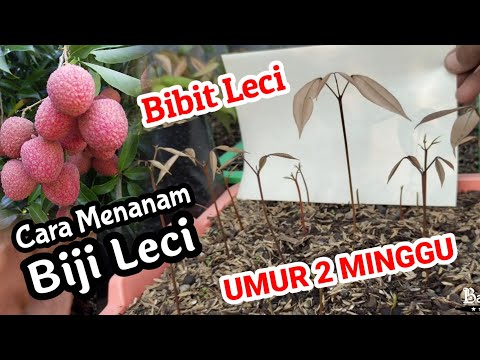 Cara Menanam Leci, Tanam Leci, Bibit Leci, growing Lychee from seed