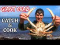CATCHING GIANT CRABS BY HAND - Catch It, Cook It, Eat it! Free food from the Ocean YOU need to try!