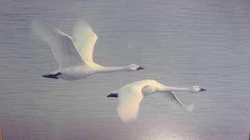 C++ Chapter 2 - Exercises Part 1/2 - Programming: Principles and Practice Using C++ - Let