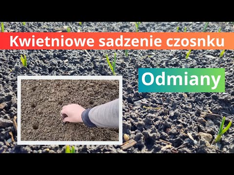 Sadzenie czosnku płyciej niż jesienią
