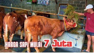Download Lagu Review Harga Sapi bisa kirim ke Jateng, Jabar, Jatim MP3 Download Lagu Review Harga Sapi bisa kirim ke Jateng, Jabar, Jatim MP3
