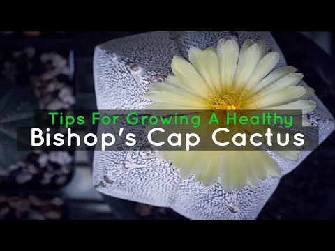 فيديو: ما هو Bishop’s Cap Cactus: Bishop’s Cap Cactus Care Tips