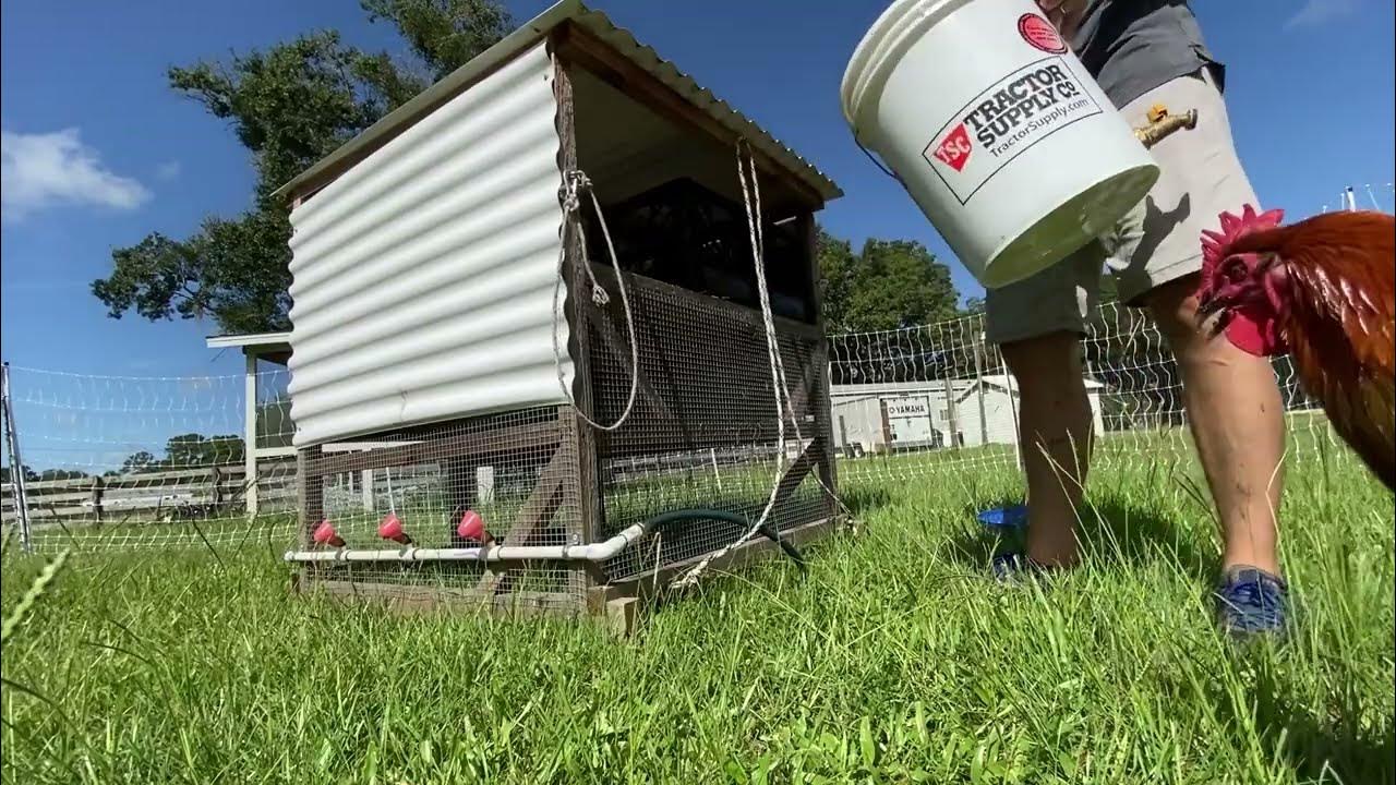 How to Move Chickens! 8 Easy Steps YouTube