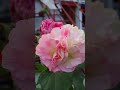 স্থল পদ্ম ফুল #tanvirhobbies #gardening
