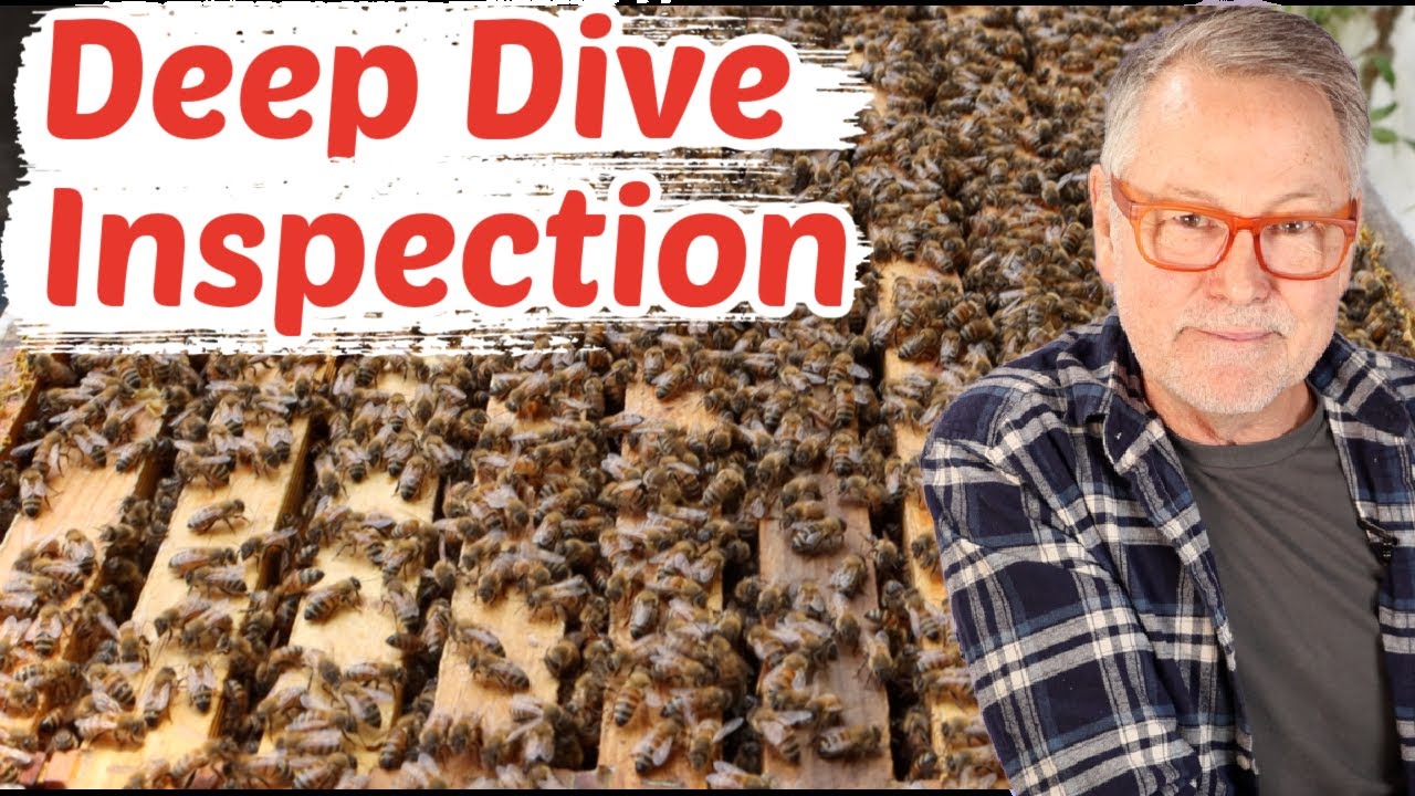 Beekeeping: How To Do A Deep Inspection For Swarm Cells & Pollen Stores
