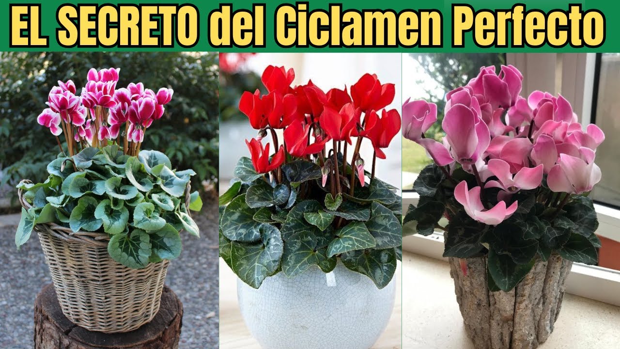 EL CICLAMEN: Cuidados, Errores, Floración y Como Reproducirlo