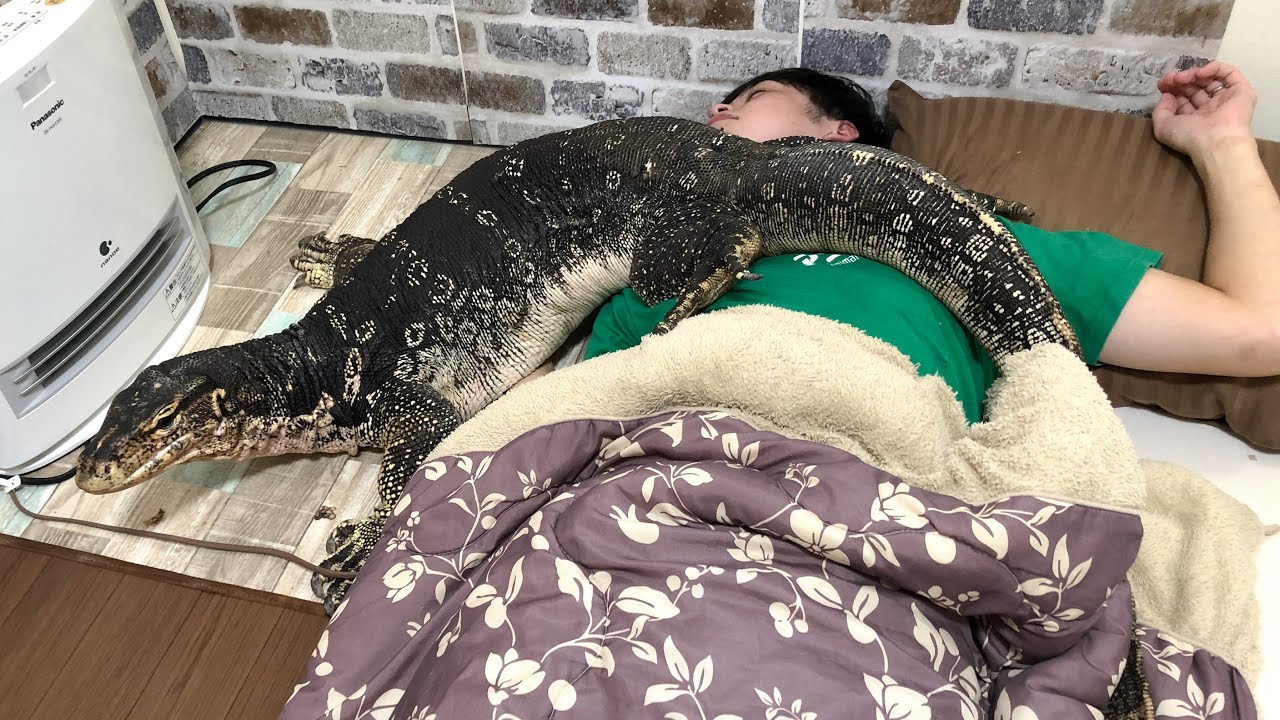 “トカゲの保護”ティア　SP xinxin トカゲの保護”ティア SP xinxin