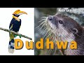 Dudhwa safari  otters hunting fish great hornbill  sloth bear sighting  winter safari tour 2023