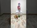 鬼滅の刃に影響されすぎた飼い主。#shorts