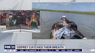 FOX 35 viewer sends video of osprey catching its breath on their boat