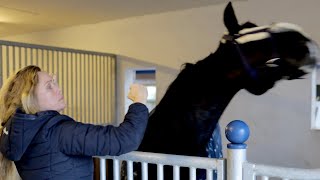 Pferd beißt und schnappt nach Menschen  Ariane Telgen hält dagegen Teil 1/2