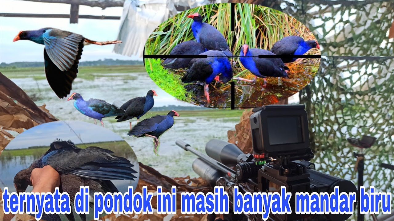 BERBURU BURUNG MANDAR BIRU DI PONDOK YANG TERTINGGAL,ternyata mandar biru di pondok ini masih banyak