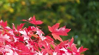 Fall colors Jasper Arkansas. #Arkansas #fallcolors. Beautiful Fall foliage. Ozark Mountains.