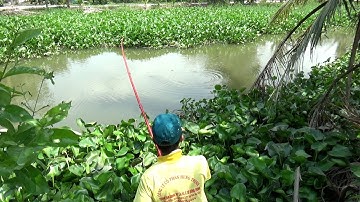 ĐI CÂU CÁ TRA SÔNG DÍNH CÁ MÀ GẶP CẢNH NÀY THÌ HẾT HAM/FISHING NGÃ NĂM TV