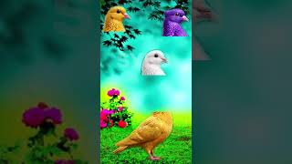 Sab Nabiyun Se Aala ﷺ 🌹🖤 | Soulful Islamic Kalam ❣️| Beautiful Voice 🌹🌹🖤 #halo
