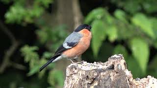 Animals Life Story: 4k video with a bullfinch