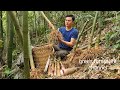 This is the best bamboo species. I will plant a bamboo garden. Robert | Green forest life (ep271)