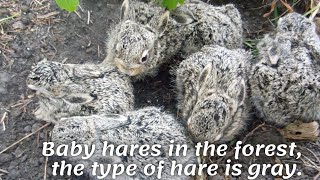 Baby hares in the forest, the type of hare is gray.