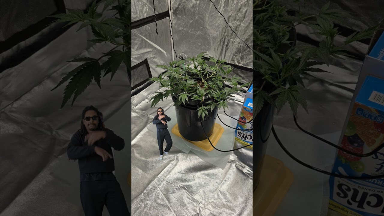 honey I grew the weed. 🤣