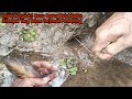 Mancing Belut Purba Penghuni Sungai di pulau Kalimantan Barat | Best eel fishing catching