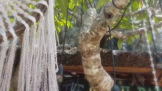 Liphe - Because Lofi Hip Hop