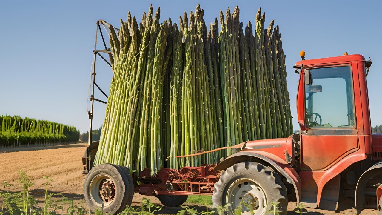 How Millions of Tons of Asparagus Are Harvested in the U.S.: A Revolution in Agriculture!