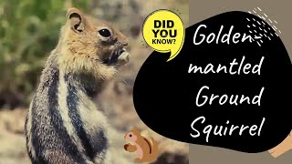 Golden-mantled Ground Squirrel facts 🐿 native to western North America 🇺🇸  🇨🇦