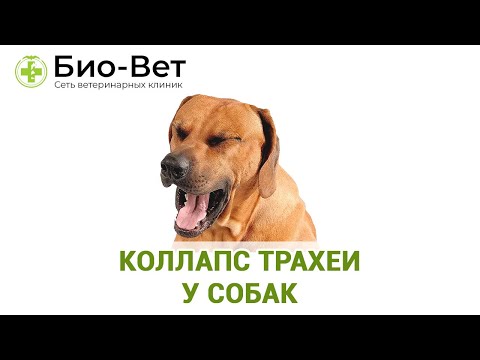 Коллапс трахеи у собак. Ветеринарная клиника Био-Вет.
