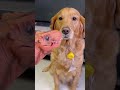 Prank on My Golden Retriever Dog With Toy Dragon 🐉 😂😂 || #shorts #viral #shortsvideo