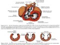 Embriologia Cardiovascular