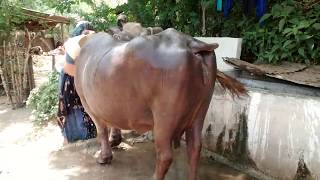Water buffalo domestic animal indian black buffalo by Film Fun Moz 2,151 views 7 years ago 2 minutes, 33 seconds