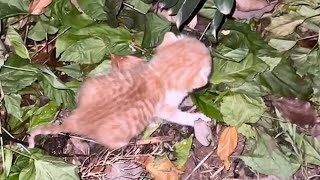 Newly born kitten, eyes not yet open, subjected to abandonment, cries loudly to attract attention by Animal Care Haven 337,151 views 3 months ago 20 minutes