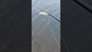 Выход щуки! #fishing #актобе #рыбалка #щука  #pike #каргала #spinning #wobbler #autumn #fish