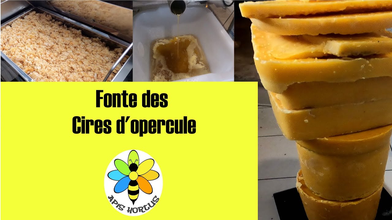Fonte des cires d'opercule : fondoir et pains de cire