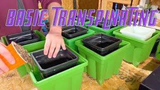 Beginner Grower Guide= Simple Transplanting