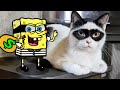 New Funny Cats and Dogs Videos 🐱🐶 FUNNIEST CATS and DOGS - Woa Doodland