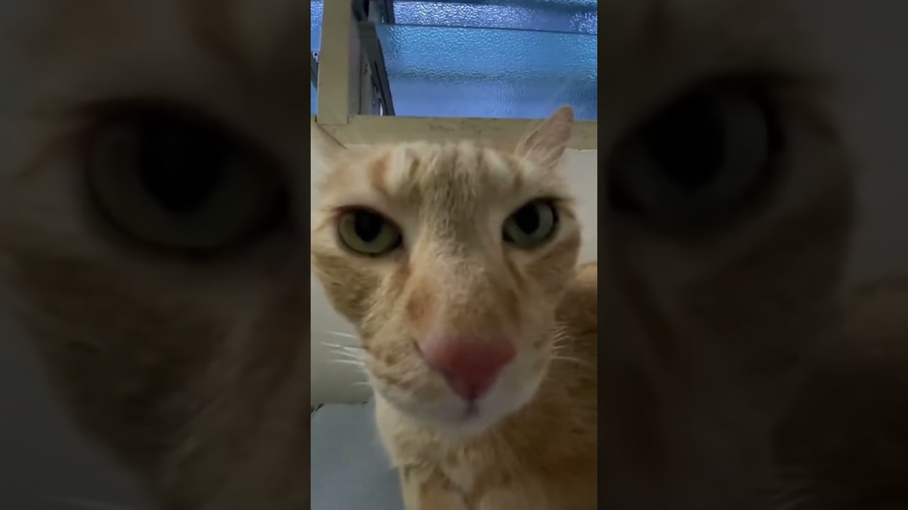 4BEL - Move 2 The Bass | 