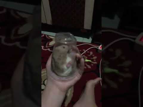 Video: Bilakah hamster suka dibelai?