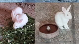 Baby Rabbit Playing