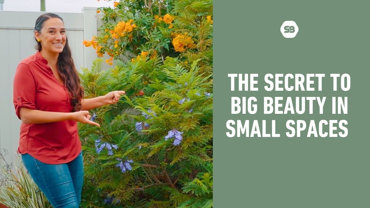 Everything you want to know about the Dwarf Jacaranda Tree That Blooms in Just 2 Years