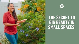 Everything you want to know about the Dwarf Jacaranda Tree That Blooms in Just 2 Years