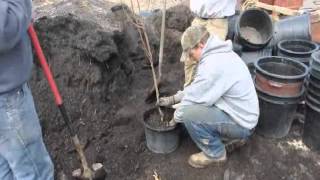 Trees In Pots     Fruit and Shade Tree Growing In Bucks County