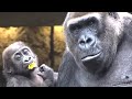 可愛すぎ！赤ちゃんゴリラのスモモちゃんはモモタロウの妹⭐️Gorilla【上野動物園】Sumomo the baby gorilla is Momotaro&#39;s younger sister.