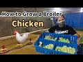 How to Grow a Broiler Chickens of Bounty Fresh (Part 1)