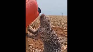 #respect #amazing #animals #shorts #shortvideo #subscribe #funny #nature #water